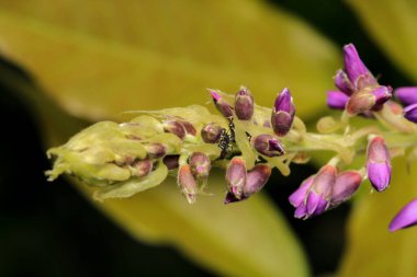 Canavalia pembe çiçek makrosu