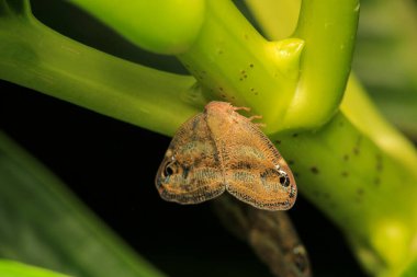 Doğal rikanya böceği makro fotoğrafı
