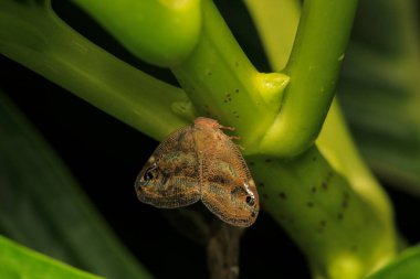 Doğal rikanya böceği makro fotoğrafı