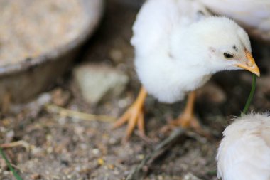 Doğal renkli tavuk makro fotoğrafı.