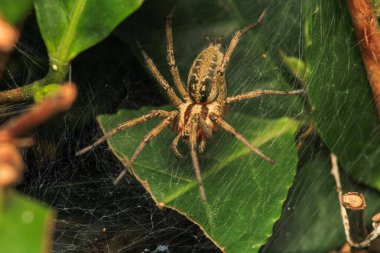 Agelena labirenti Örümcek makro fotoğrafı