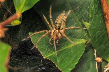 Agelena labirenti Örümcek makro fotoğrafı