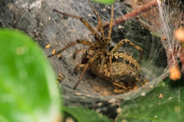 Agelena labirenti Örümcek makro fotoğrafı