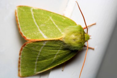 Doğal yeşil çizgiler güve makro fotoğrafı