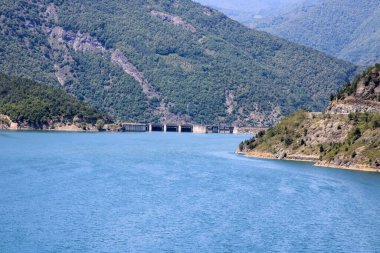 Yeşil ağaçlar orman manzarası fotoğrafı