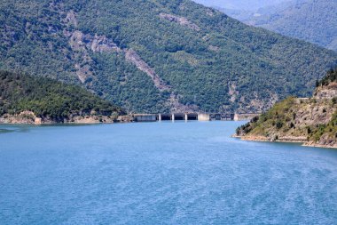 Yeşil ağaçlar orman manzarası fotoğrafı