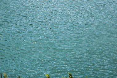 Yeşil ağaçlar orman manzarası fotoğrafı