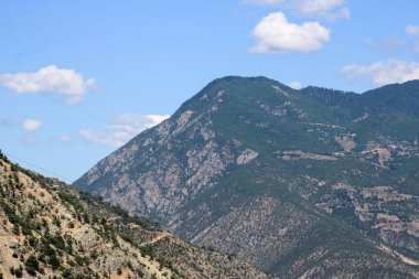 Yeşil ağaçlar orman manzarası fotoğrafı