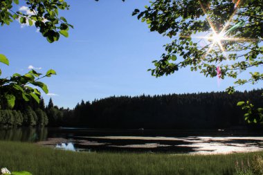 Yeşil ağaçlar orman manzarası fotoğrafı