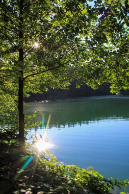 Yeşil ağaçlar orman manzarası fotoğrafı