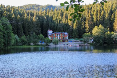 Yeşil ağaçlar orman manzarası fotoğrafı