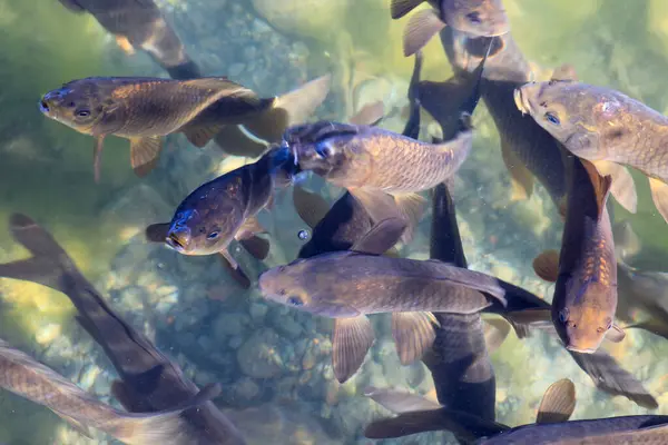 Doğal göl fotoğrafındaki balık.