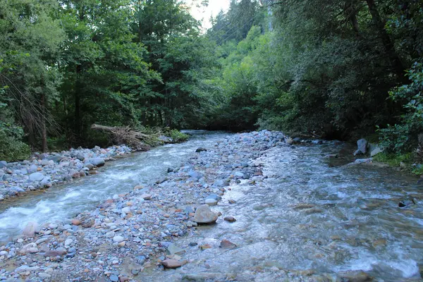 Yeşil ağaçlar orman manzarası fotoğrafı