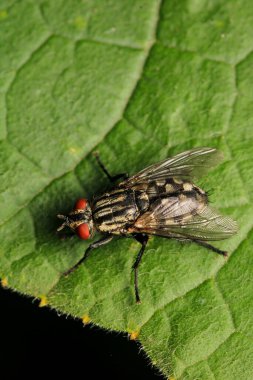 Dönen karasineğin makro fotoğrafı