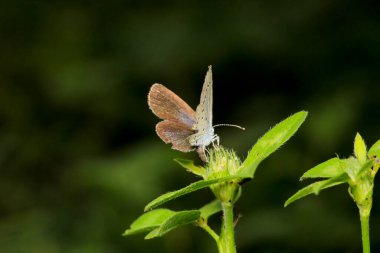 Doğal celastrina argiolus kelebek makro fotoğrafı