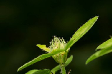 Siyah marangoz karınca makro fotoğrafı
