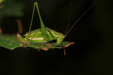 paslı çekirge böceği makro fotoğraf