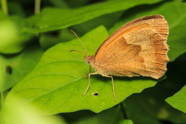 Vanessa Cardui kelebek makro fotoğraf