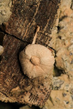 Doğal russula siyanoksantha mantar fotoğrafı.