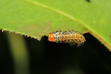 Bruco mangia gül tırtılı makro fotoğraf