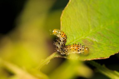 Bruco mangia gül tırtılı makro fotoğraf