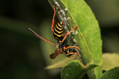 Avrupa sarı eşekarısı makro fotoğrafı