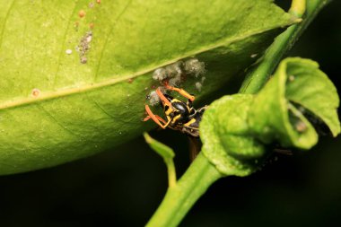 Avrupa sarı eşekarısı makro fotoğrafı
