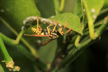 Avrupa sarı eşekarısı makro fotoğrafı