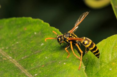 Avrupa sarı eşekarısı makro fotoğrafı