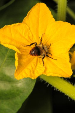 Avrupa sarı eşekarısı makro fotoğrafı