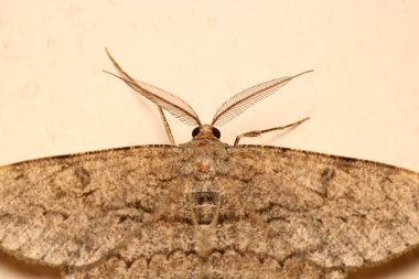 Rivula sericealis böcek güve makro fotoğrafı