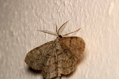 Rivula sericealis böcek güve makro fotoğrafı