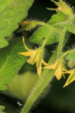 Daha büyük titreyen ot bitkisi makro fotoğrafı