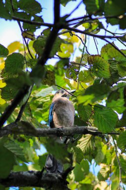 Jay Garrulus glandarius ağaç dalındaki kuş
