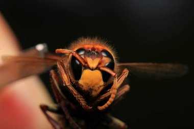 Vespa crabro eşek arısı makro fotoğrafı