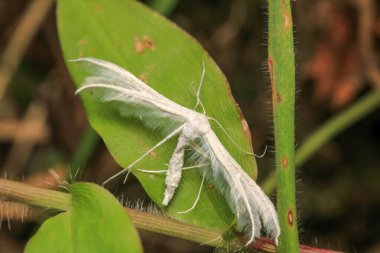 beyaz dumanlı güve böceği makro fotoğrafı