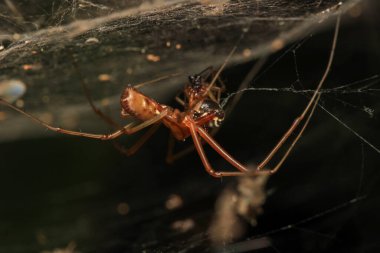 Agelena labirenti Örümcek makro fotoğrafı