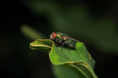 Dönen karasineğin makro fotoğrafı