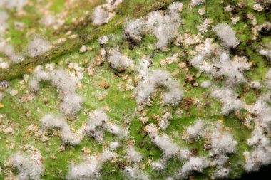 Zararlı yaprak biti böcek makro fotoğrafı