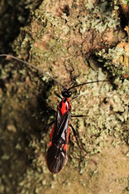 braconinae kırmızı eşekarısı makro fotoğrafı