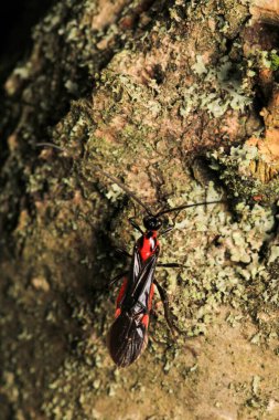 braconinae kırmızı eşekarısı makro fotoğrafı