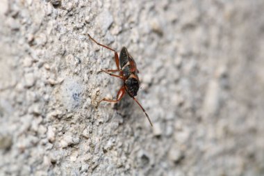 Doğal Rhyparochromidae böcek makro fotoğrafı