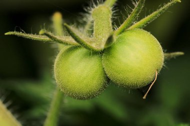 Doğal yeşil domates bitkisi makro fotoğrafı
