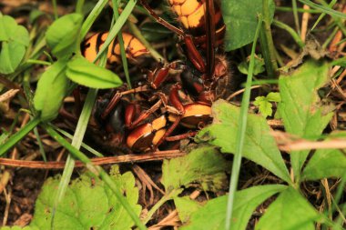 Vespa crabro eşek arısı makro fotoğrafı