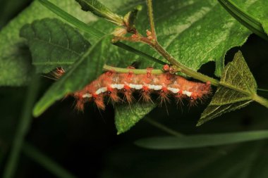 Kürklü tırtıl böcek makro fotoğrafı