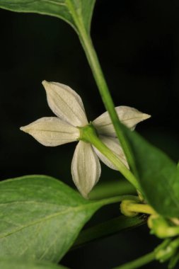 Doğal yeşil bitkiler çevre fotoğrafı