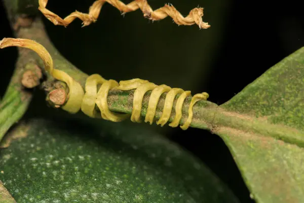 Doğal yeşil bitkiler çevre fotoğrafı