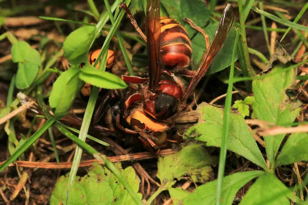 Vespa crabro eşek arısı makro fotoğrafı
