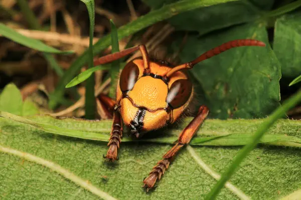 Vespa crabro eşek arısı makro fotoğrafı