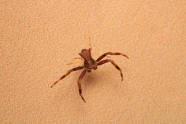 xysticus croceus örümcek makro fotoğrafı